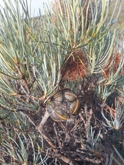 Banksia sphaerocarpa