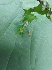 Campyloneura virgula