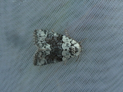 Bryophila amoenissima