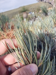 Banksia sphaerocarpa