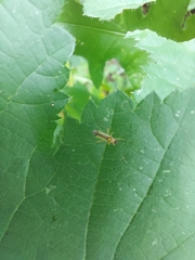 Campyloneura virgula