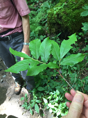 Vaccinium × carolinianum