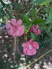 Nerium oleander