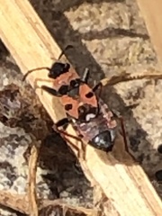 Horvathiolus guttatus