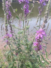 Lythrum salicaria