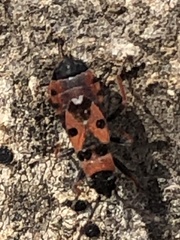 Horvathiolus guttatus