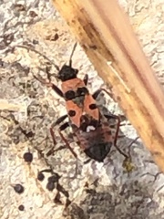 Horvathiolus guttatus