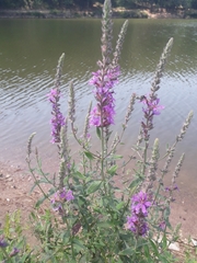Lythrum salicaria