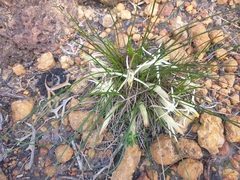 Conostylis androstemma