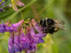 Bombus ganjsuensis