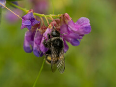 Bombus ganjsuensis