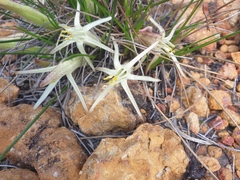 Conostylis androstemma