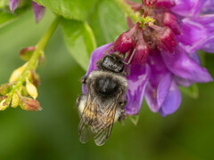 Bombus ganjsuensis