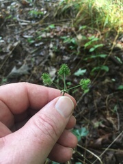 Sanicula smallii