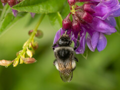 Bombus ganjsuensis