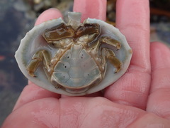 Cryptolithodes sitchensis