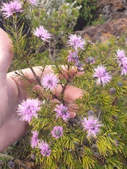 Melaleuca kybeliona
