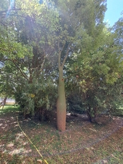 Magnoliopsida