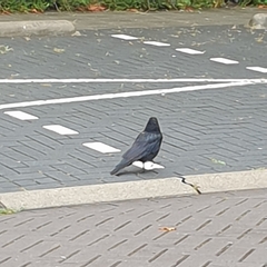 Corvus corone