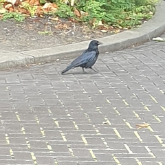 Corvus corone