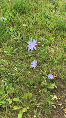 Cichorium intybus