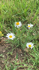 Tripleurospermum inodorum