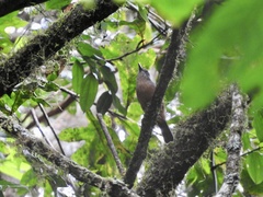 Colluricincla boweri