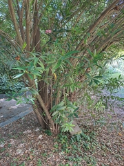 Nerium oleander