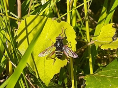 Spilomyia diophthalma
