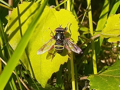 Spilomyia diophthalma