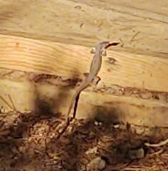 Podarcis melisellensis