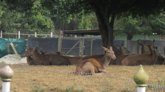 Cervini