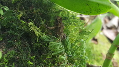 Incilius melanochlorus
