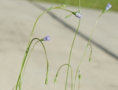 Wahlenbergia marginata