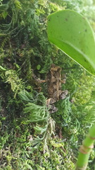 Incilius melanochlorus