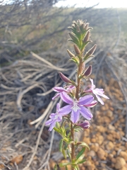 Scaevola glandulifera