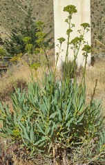 Bupleurum gibraltaricum