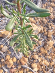 Scaevola glandulifera