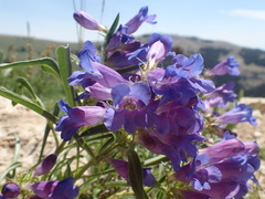 Penstemon caryi