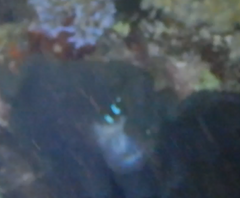 Amphiprion akindynos