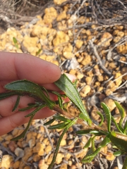 Scaevola glandulifera