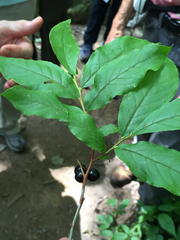 Vaccinium × carolinianum