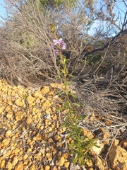 Scaevola glandulifera