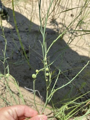Antistrophus pisum