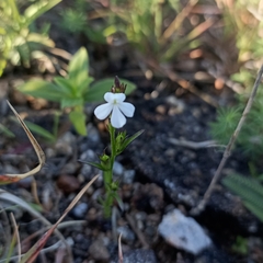 Striga densiflora