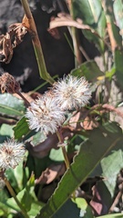Endocellion sibiricum