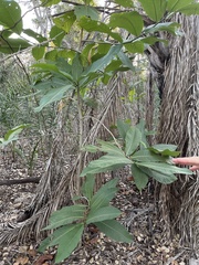 Triplaris americana