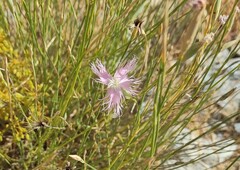 Dianthus broteri