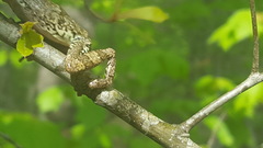 Hyla avivoca