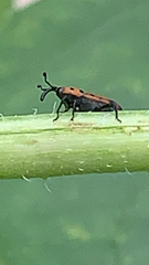 Rhodobaenus quinquepunctatus